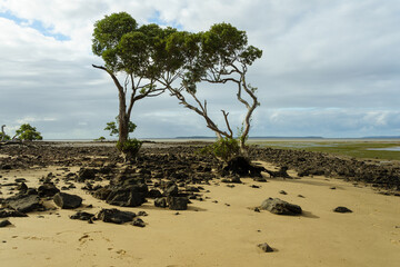 View of twin mangrove trees on the beach with sand, rocks and low tide view of sea grass meadow. Norfolk Beach, Coochiemudlo Island, Queensland, Australia. 