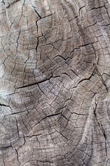 Closeup of textured surface on end grain of dead timber cut by a saw. Coochiemudlo Island,...