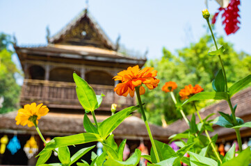 Zinnia flower with Lanna style building background at Wat Luang Khun Win
