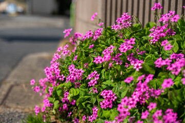 道端の花