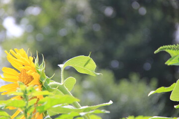 ヒマワリの葉に乗っている「オンブバッタ」