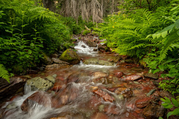 Low Angle of Shallow Creek Surrounded By Bright Green Ferns