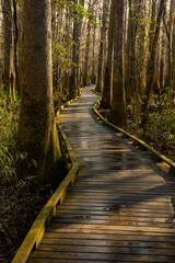 Green Mosses Cling to Every Surface On Marshy Boardwalk
