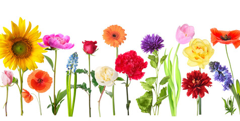 Collection of beautiful colorful flowers on white background