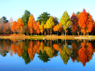 紅葉が池に反射した彩の森入間公園 - obrazy, fototapety, plakaty