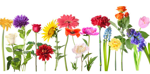 Fototapeta na wymiar Collection of beautiful colorful flowers on white background