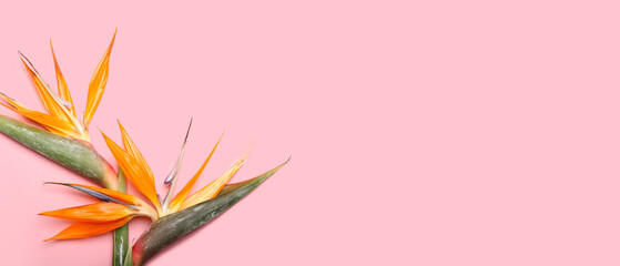 Fototapeta na wymiar Beautiful Bird of Paradise flowers on pink background with space for text, top view