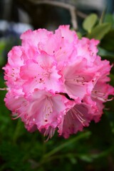 石楠花(シャクナゲ) ピンク色