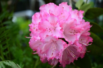 「花木の女王」石楠花(シャクナゲ)