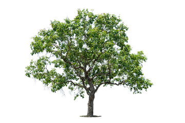 Tree isolate on white background with clipping path