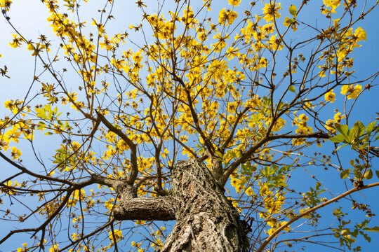 low angle blooming Guayacan or Handroanthus chrysanthus or Golden Bell Tree under blue sky