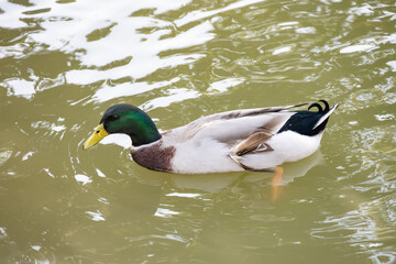 mallard duck floating on a pond