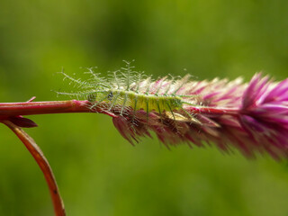 caterpillar on a branch