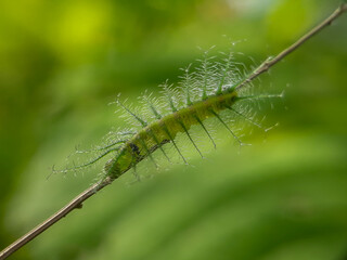 green caterpillar on a leaf