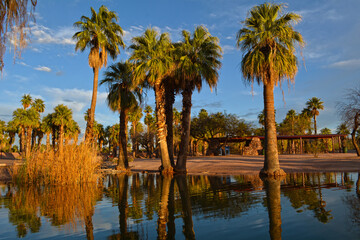 Fototapeta na wymiar Oasis n the Desert - Arizona Beauty