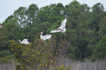 White Ibis in trees