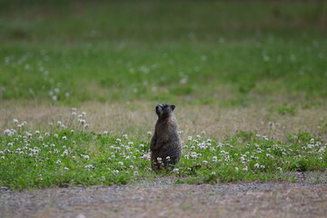 Marmot