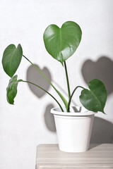 Young monstera flower in a white flowerpot on a wooden table. minimal house decor. Hipster scandinavian style. Modern room interior