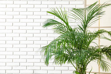 Obraz premium Palm tree and folding screen near white brick wall