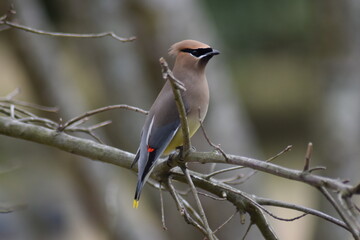 Cedar Waxwing