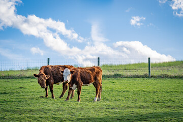 Naklejka premium cows in the field