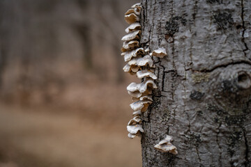 fungi on a tree