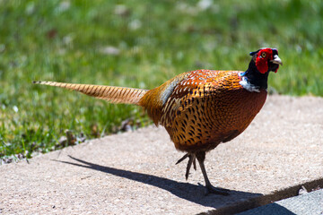 Male Pheasant on a cement pad