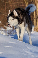 Cute siberian husky dog run pn snow. Sunny winter forest.