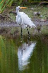 Great egret (Egretta alba) reflected on a pond