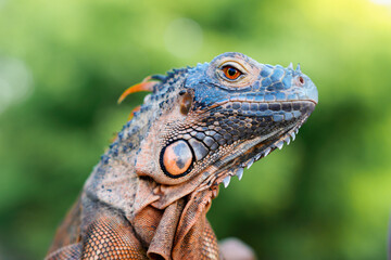 Close up-macro orange iguana reptile animal on a tree branch