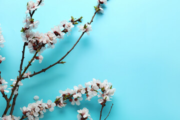 Beautiful blooming spring branches on blue background