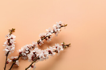 Beautiful blooming spring branches on beige background