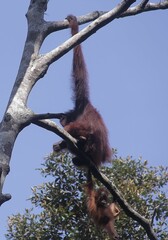 Orangutan (orang-utan) in his natural environment in the rainforest on Borneo (Kalimantan) island hanging on tree