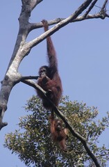 Orangutan (orang-utan) in his natural environment in the rainforest on Borneo (Kalimantan) island hanging on tree