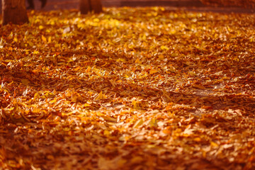 golden autumn leaves on the ground