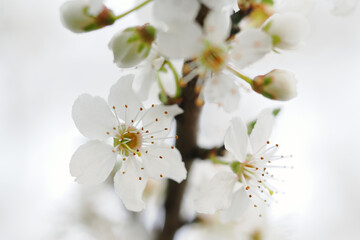 Fresh white plum blossoms on a branch.