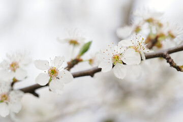 Fresh white plum blossoms on a branch.