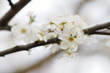 Fresh white plum blossoms on a branch.