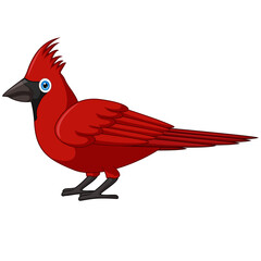 Cute cardinal bird cartoon on white background