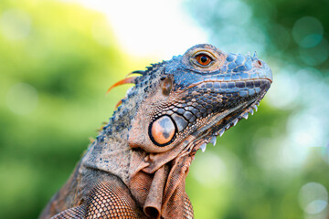 close up of a lizard. Colse up-macro orange iguana reptile animal on a tree branch