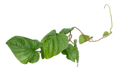 vine plant climbing isolated on white background. clipping path included.