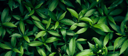 Background green leaves, plant of leaf green jungle nature, abstract dark background and wallpaper,...