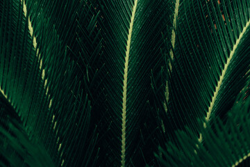 Palm leaves tropical jungle. Background green leaves, plant of leaf green jungle nature, abstract dark background and wallpaper, for design.