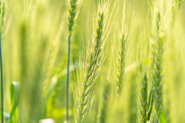 wheat in farmland