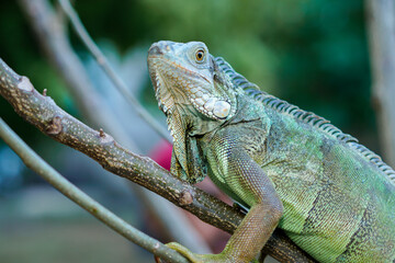 Close up portrait of a male green iguana on a tree branch