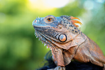 Fototapeta premium Close up-macro orange iguana reptile animal