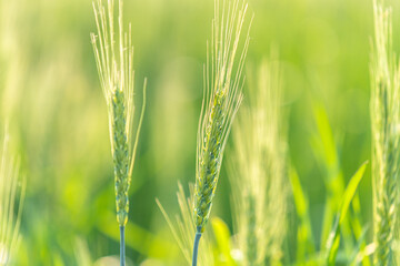close-up of wheat 
