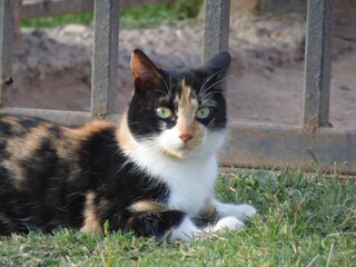 cat in the garden