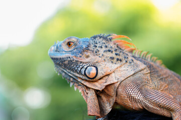Close up-macro orange iguana