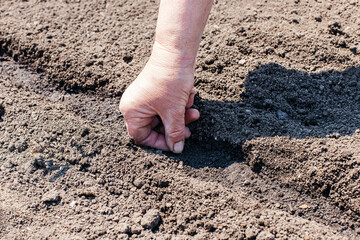 Close-up woman's hands planting seeds in the vegetable garden. Planting melon seeds in the soil